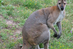 Australan byl vypálen s klokanem k útoku na její dítě Australan byl vypálen s klokanem k útoku na její dítě
